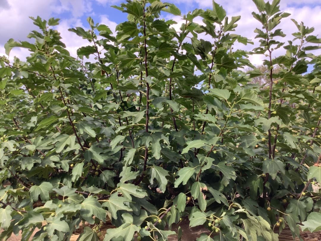 イチジク【蓬莱柿・ホウライシ】挿し穂枝【80サイズ箱に詰め放題