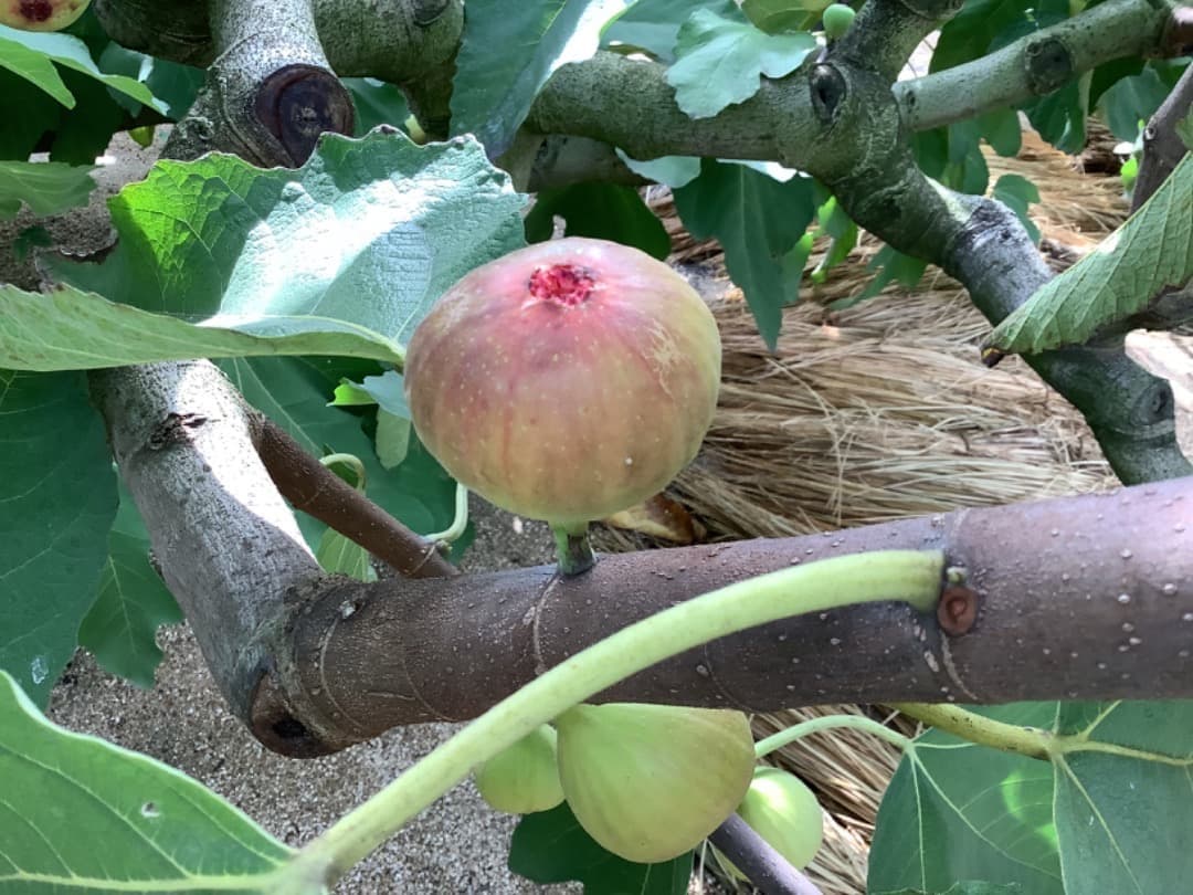 イチジク【蓬莱柿・ホウライシ】挿し穂枝【80サイズ箱に詰め放題