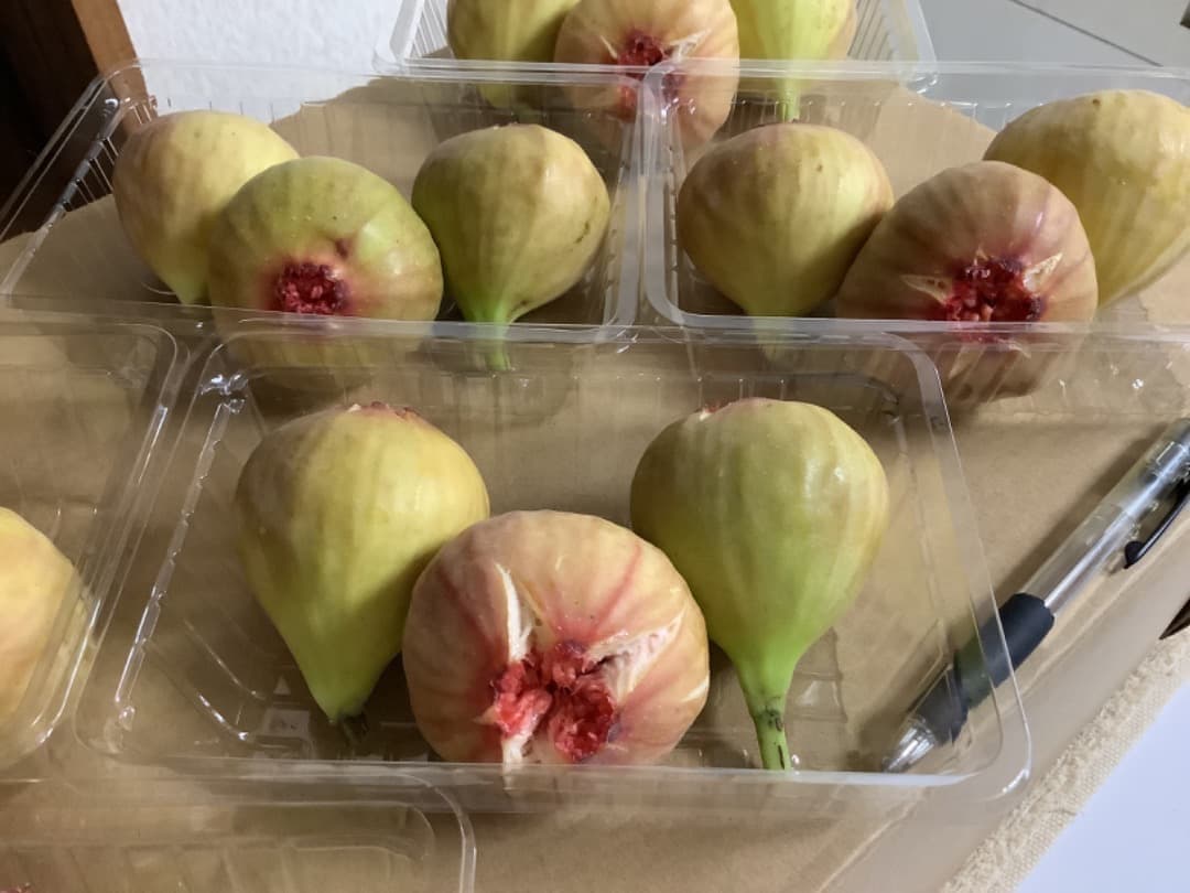 イチジク【蓬莱柿・ホウライシ】挿し穂枝【80サイズ箱に詰め放題