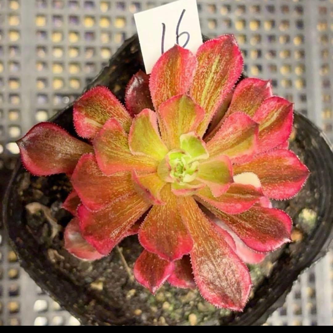 16#多肉植物アエオニウム錦❤️銅花順錦❤️1大頭7cm拔き苗 - メルカリ