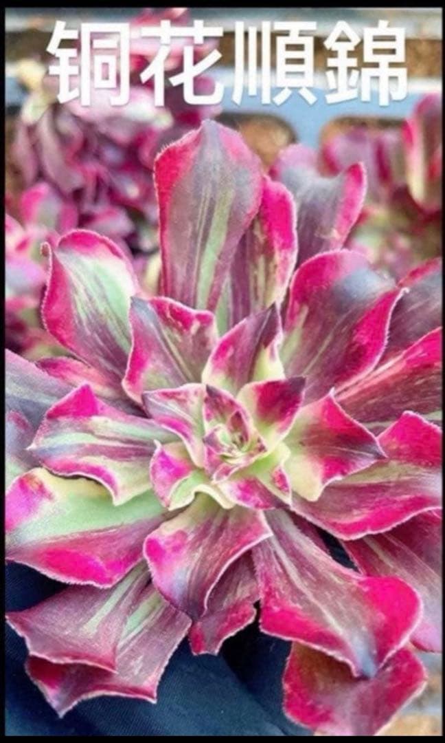 16#多肉植物アエオニウム錦❤️銅花順錦❤️1大頭7cm拔き苗 - メルカリ