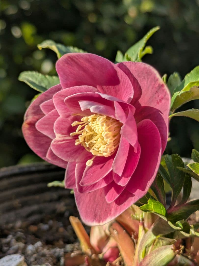 【広瀬園芸】クリスマスローズ ソレイユ系 オーレアdd リバーシブル 広瀬園芸 クリスマスローズ【ソレイユ系】オーレア多弁リバーシブルdd