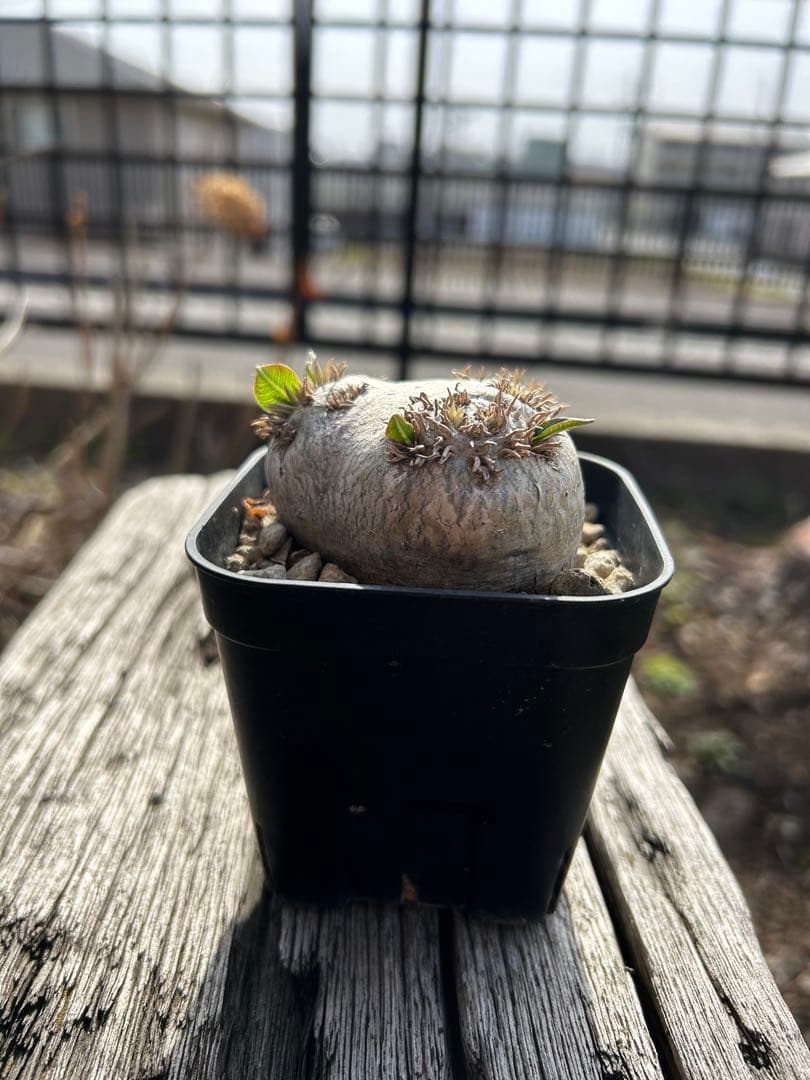 パキポディウム・ブレビカウレ 恵比寿笑 発根済み - メルカリ