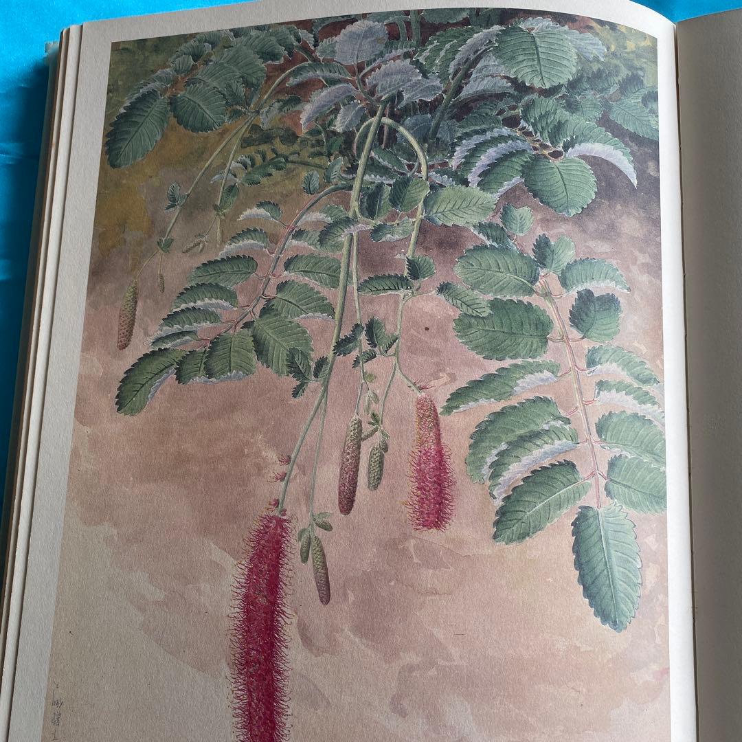日本山草図譜 - メルカリ