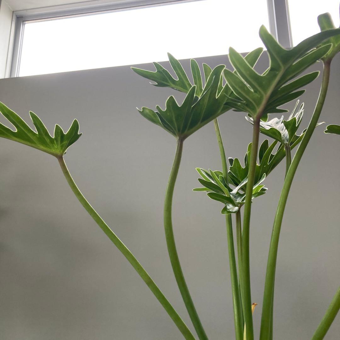 フィロデンドロン クッカバラ 幹立ち 幹上がり 根上がり② - メルカリ