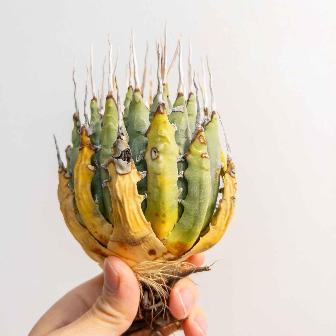 60 ユタエンシス エボリスピナ 現地株 ベアルート 陽炎 アガベ - メルカリ