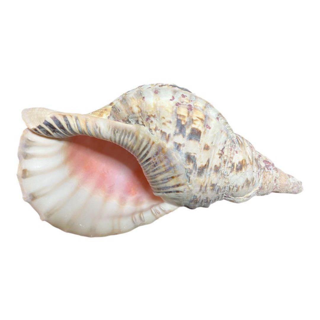 希少 法螺貝 直線34cm 沖縄 インテリア