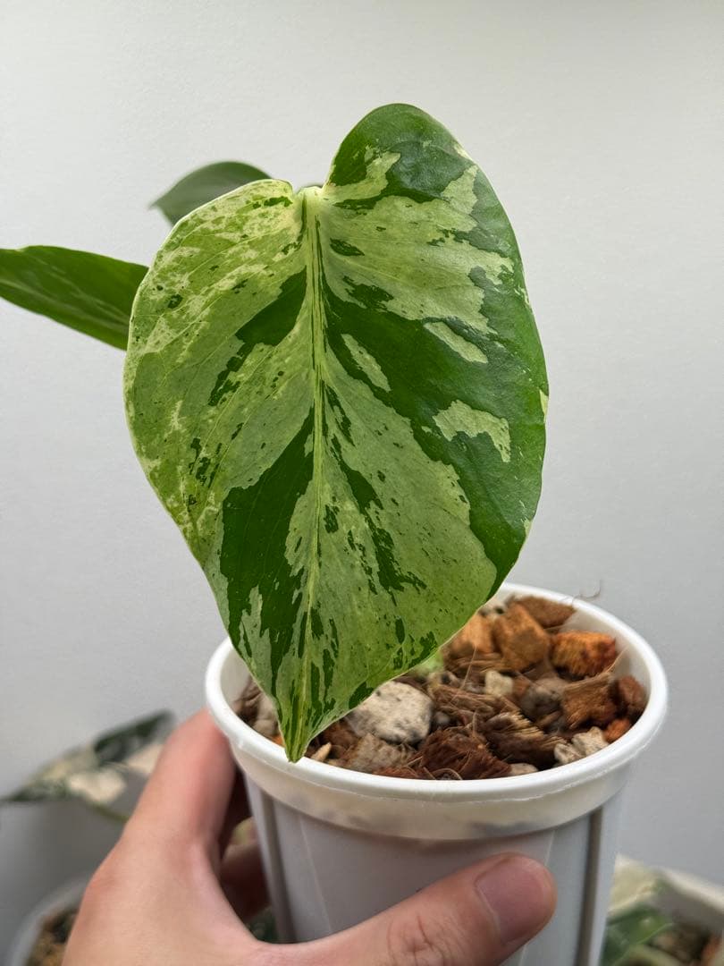モンステラ デリシオーサ ベトシオーサ 順化済み 斑入り - メルカリ