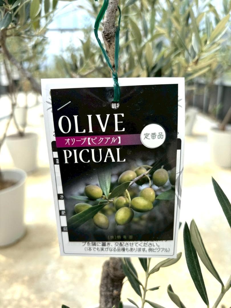 オリーブの木 ピクアル 10号 約160cm K-361 人気品種 現品掲載 - メルカリ