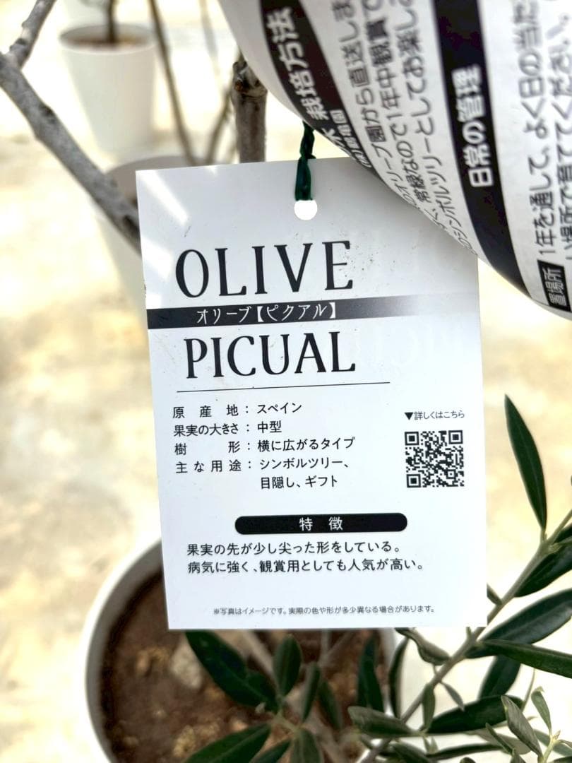 オリーブの木 ピクアル 10号 約160cm K-361 人気品種 現品掲載 - メルカリ