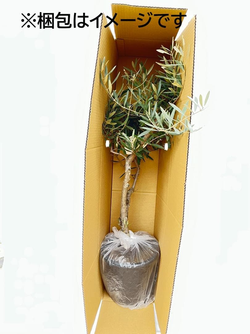 オリーブの木 ピクアル 10号 約160cm K-361 人気品種 現品掲載 - メルカリ