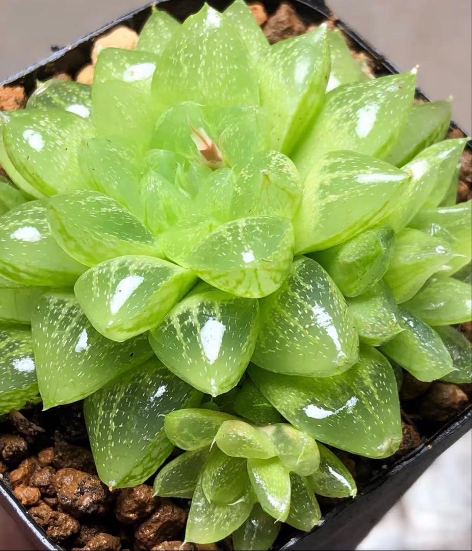 多肉植物 ハオルチア 雪花寿錦 群生 超美品 - メルカリ