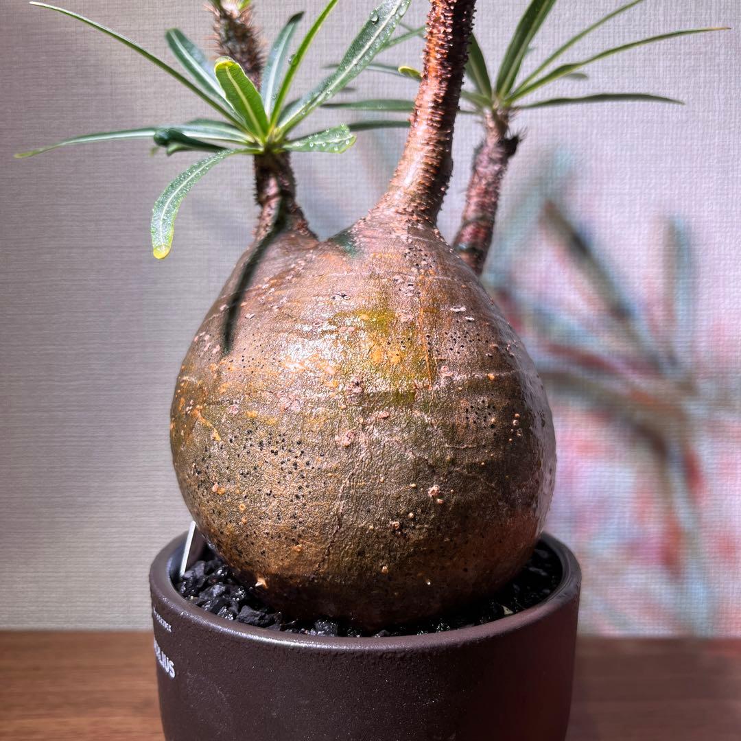 パキポディウム・グラキリス。安心発根済み。良型。 発根済 パキポディウムグラキリス | plants TORICO