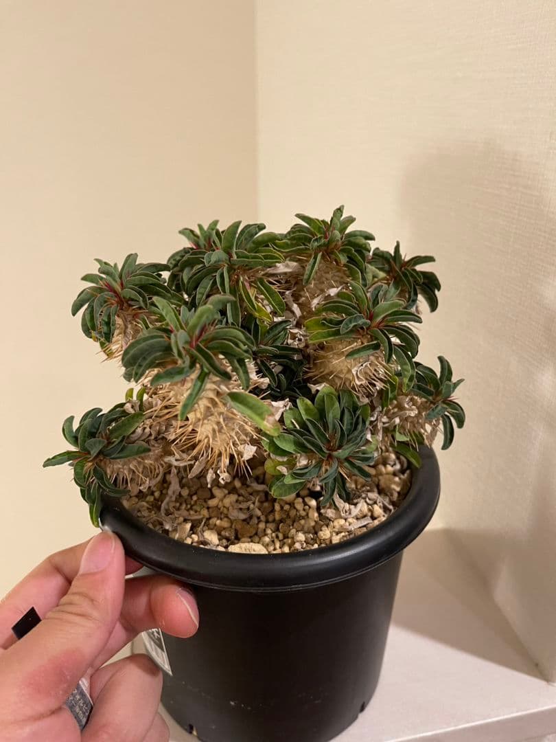 ユーフォルビア ギラウミニアナ 実生 低重心 メルカリ便 メルカリ便 菊