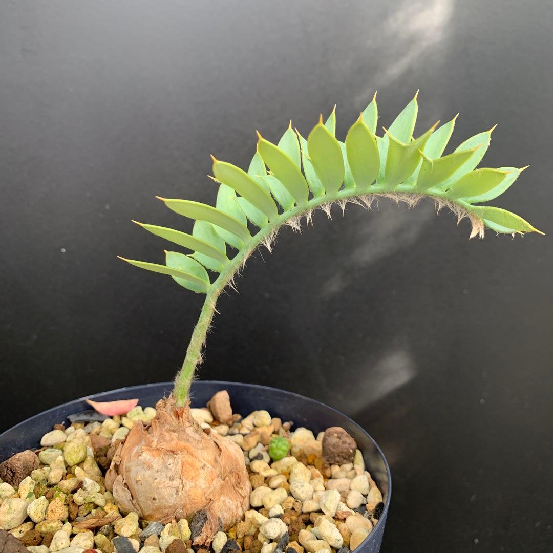 【南ア産・発根済】エンセファラルトス・ホリダス 約5cm｜No4-5 南ア産・発根済】エンセファラルトス・ホリダス 約5cm｜No4-5 南ア産