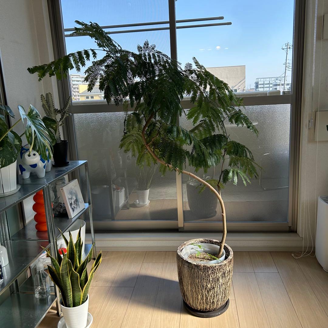 引取限定！【高級鉢カバー付き】大型エバーフレッシュ　観葉植物　曲がり 観葉植物 エバーフレッシュ 10号 曲り ファイバークレイGray 付き