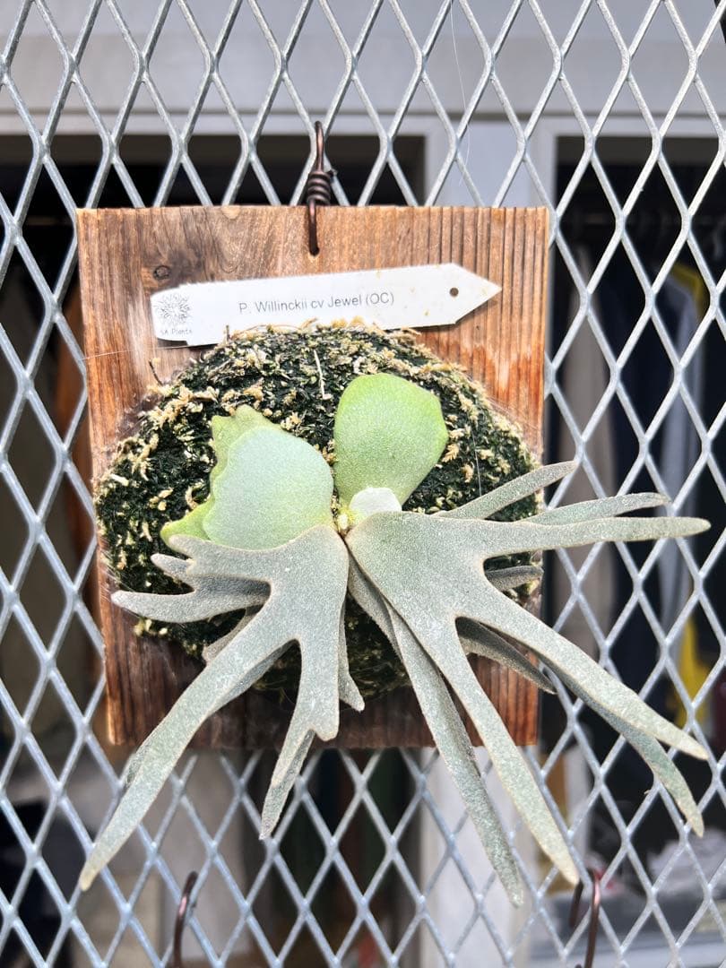 P. Wilinckii Jewel OC（Original Clone） P. Wilinckii Jewel OC（Original Clone） P. Wilinckii Jewel OC