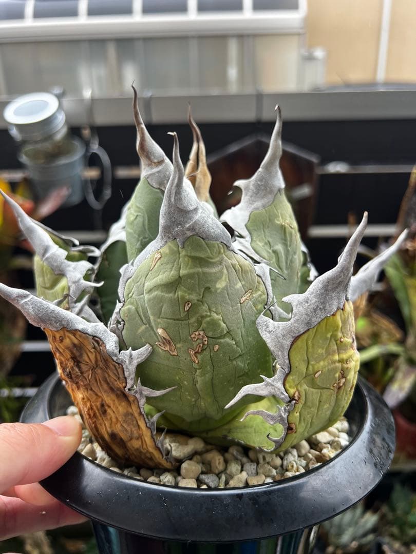 アガベ チタノタ オテロイ オアハカ ワイルド大株 アガベ 大株 オアハカ オテロイ wild extra large band