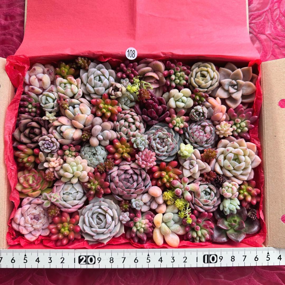 108】多肉植物 カット苗詰め合わせ 寄せ植えセット - メルカリ