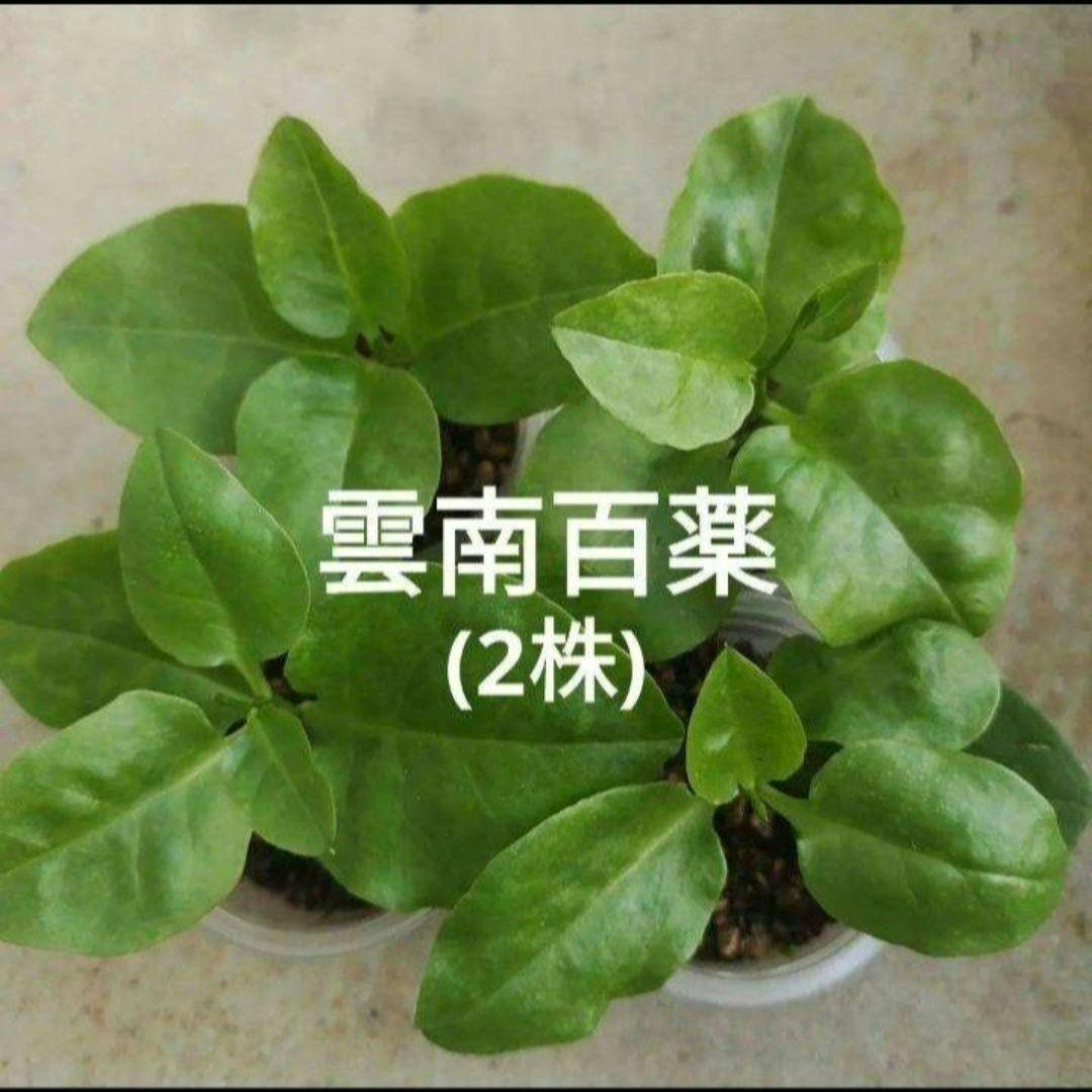 抜き苗】無農薬 雲南百薬 オカワカメ おかわかめ 2株 - メルカリ