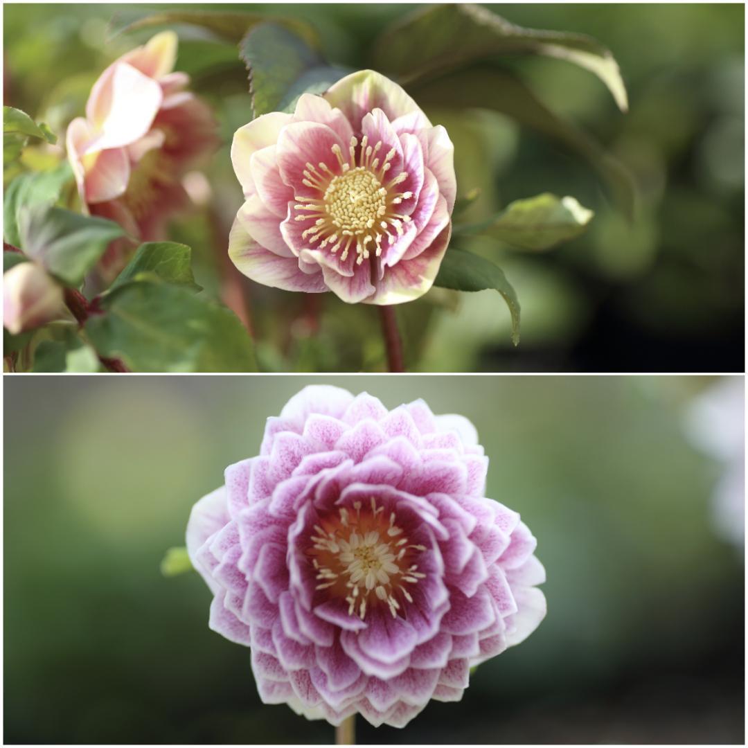 花菜様専用「歳末セール」クリスマスローズ 小苗 SDホワイト×段咲ピンク