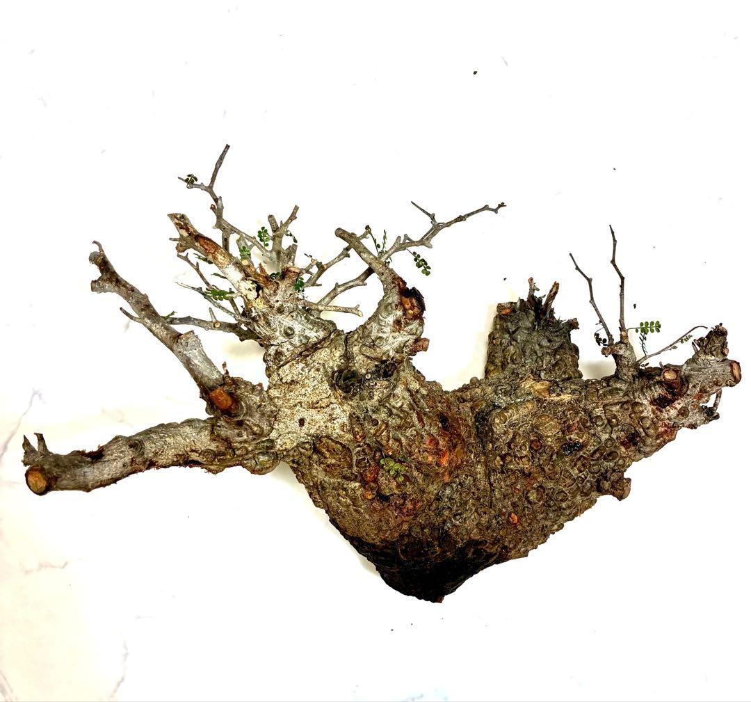 オペルクリカリアパキプス ベアルート株 - メルカリ