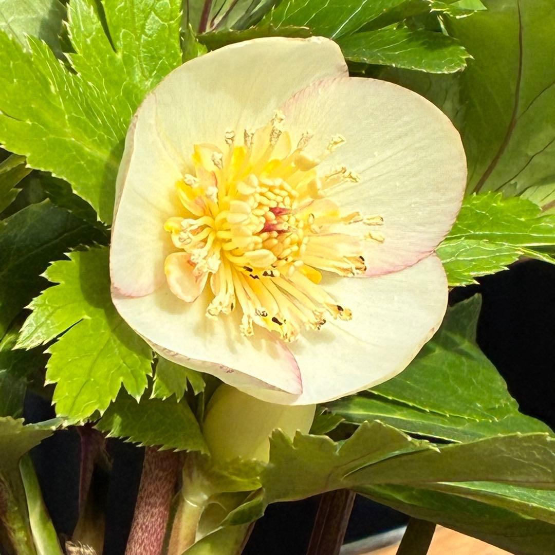 b*o様 3472☘️蕾タグ付☘️SD⭐️マリエ⭐️超小〜小輪カップ⭐️オーレア