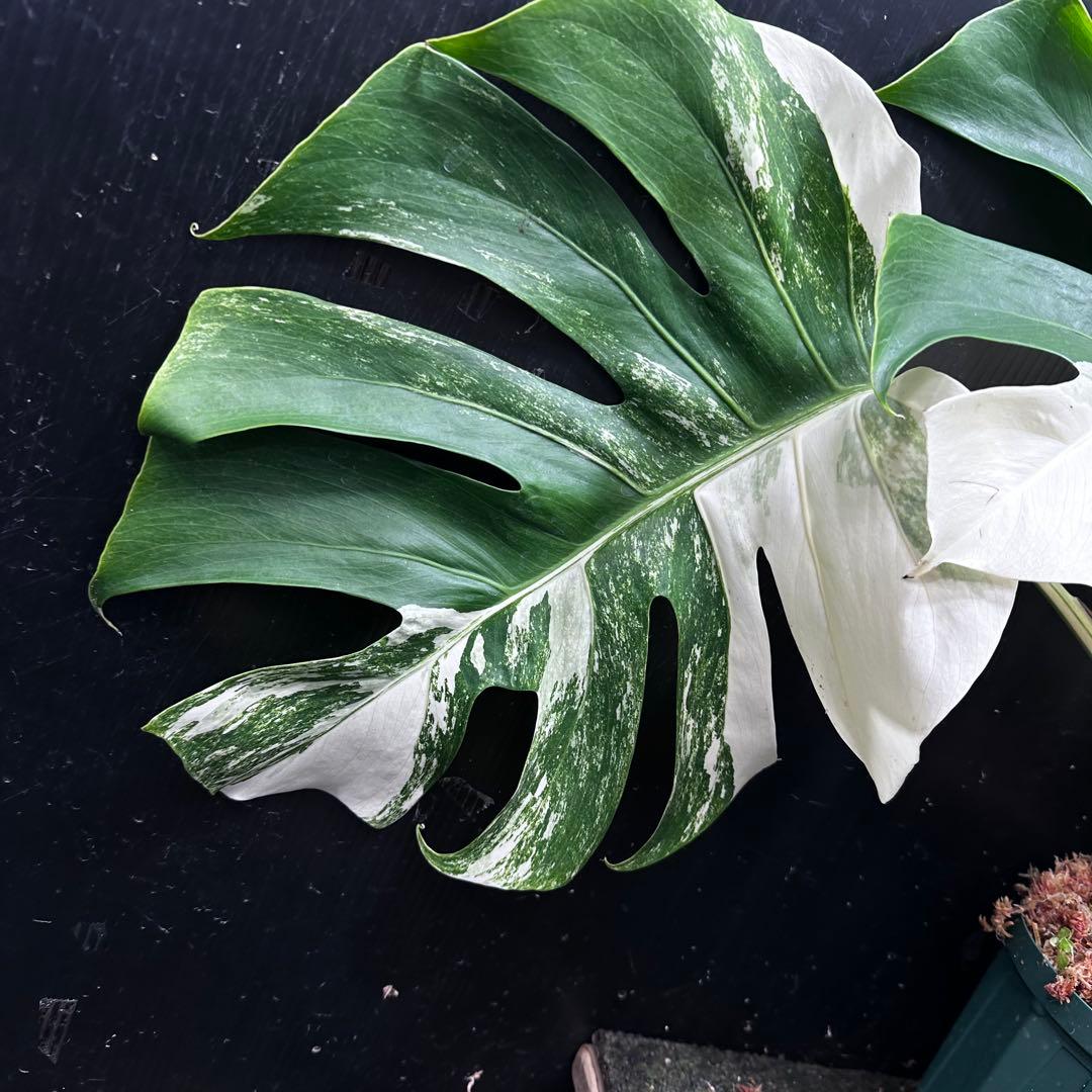 斑入りモンステラ ホワイトタイガー極美大株50cm白斑多 - メルカリ