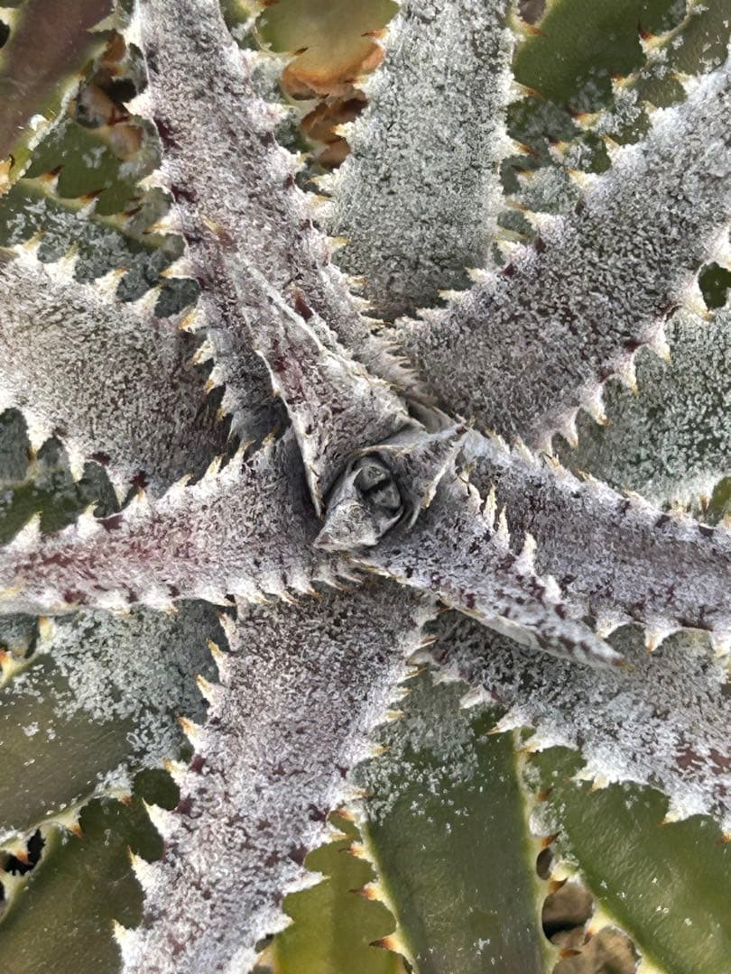DBディッキア Dyckia BS x Arizona small #119 ⑷ - メルカリ