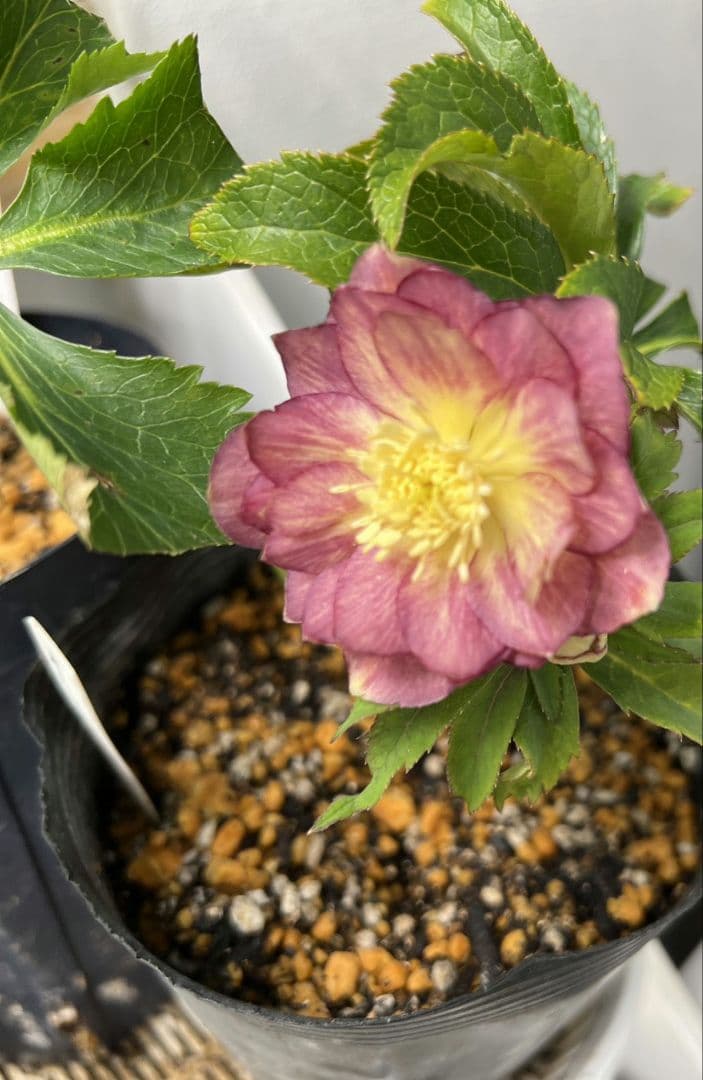 クリスマスローズ 広瀬園芸さん オーレア dd 苗 - メルカリ