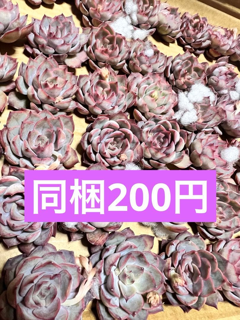 にゃんこ様 リクエスト 8点 まとめ商品 - メルカリ