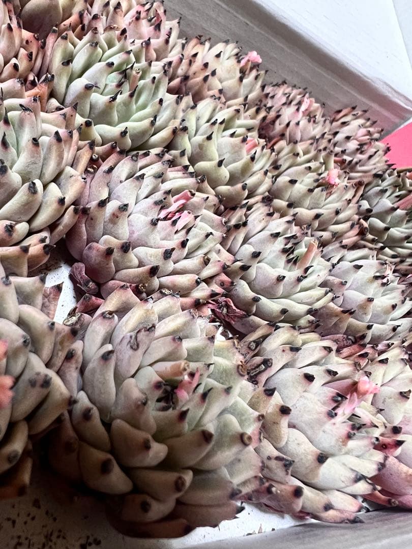 にゃんこ様 リクエスト 8点 まとめ商品 - メルカリ