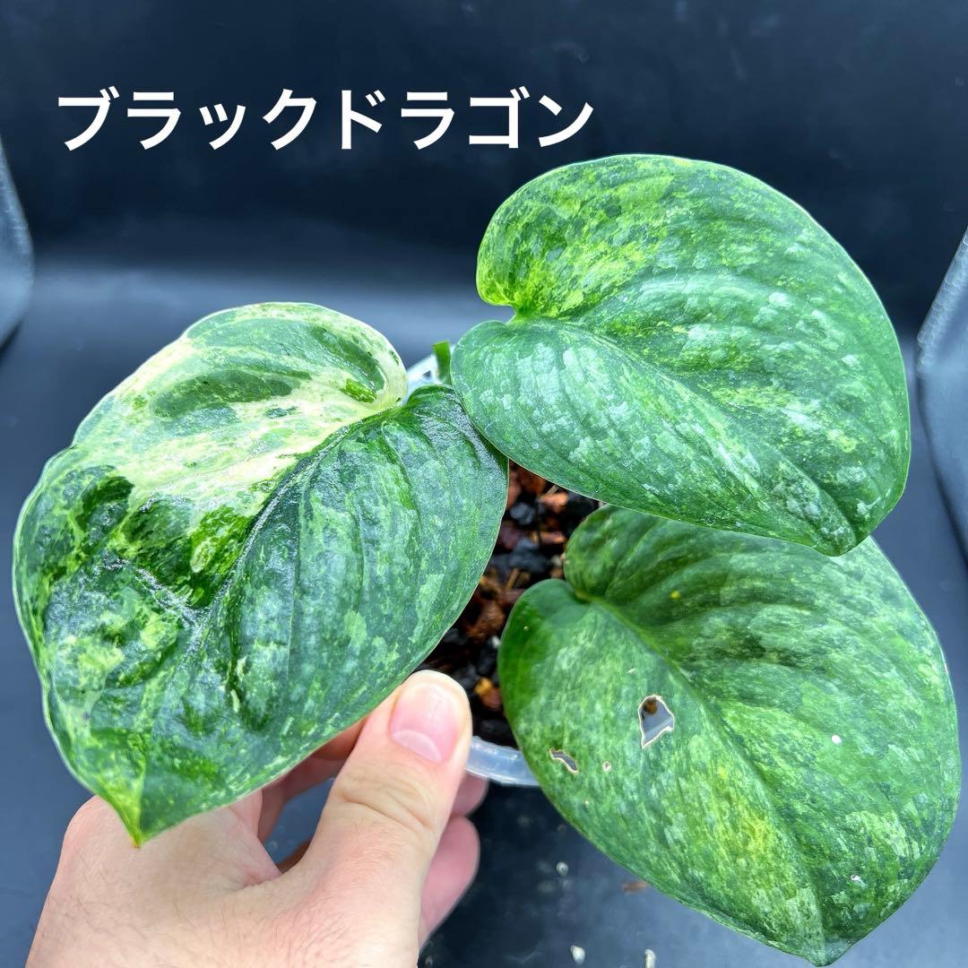 スーパー兜 有馬和博silk