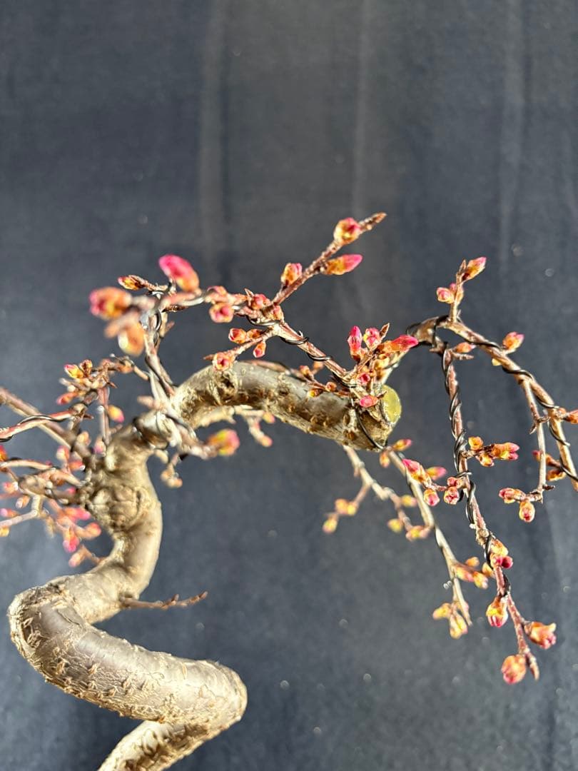 貴風盆栽、オカメ桜、模様木、沢山の花芽付き やや傷や汚れあり