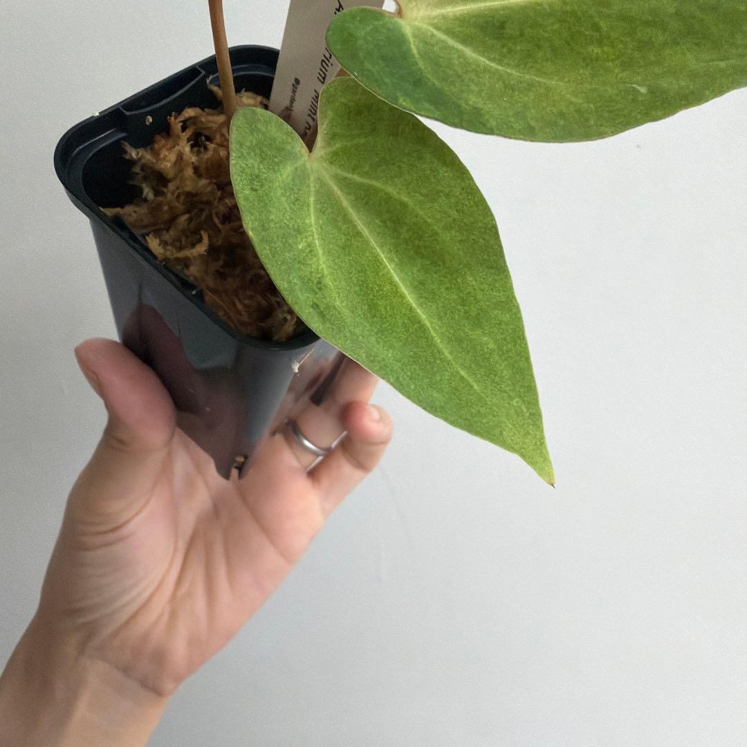 Anthurium 'Mint King' アンスリウムミントキング 2
