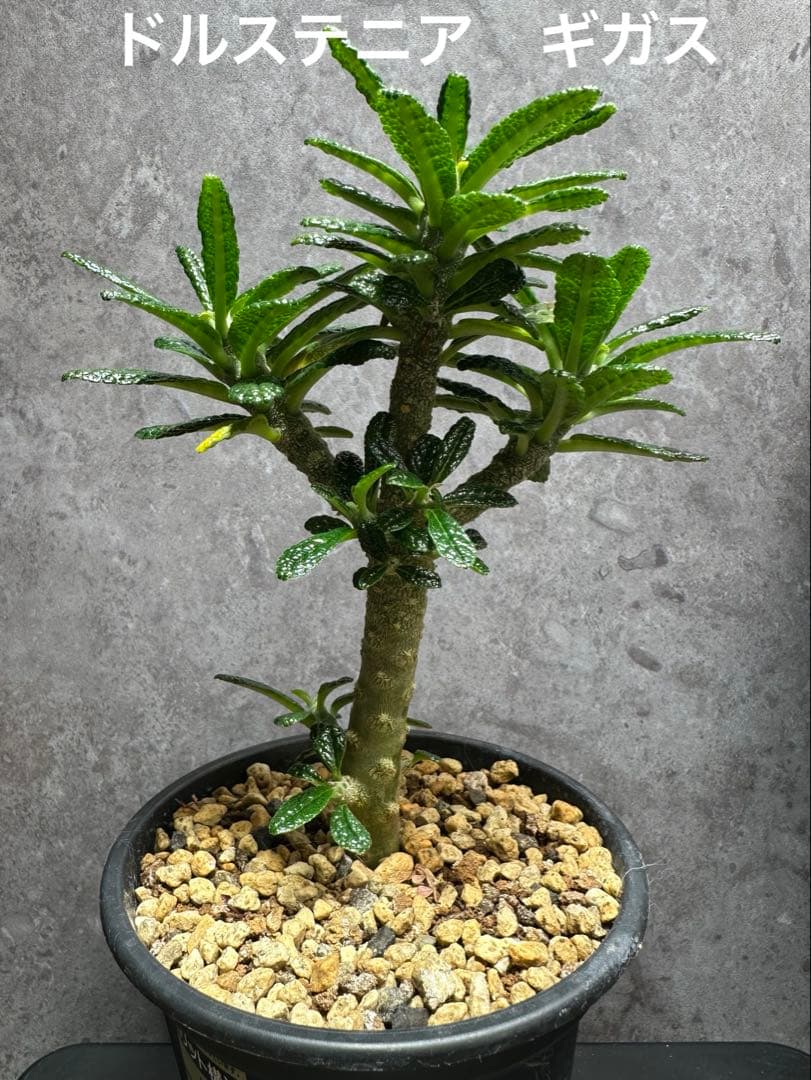 超美株】ドルステニア ギガス 挿し木 発根済み - メルカリ