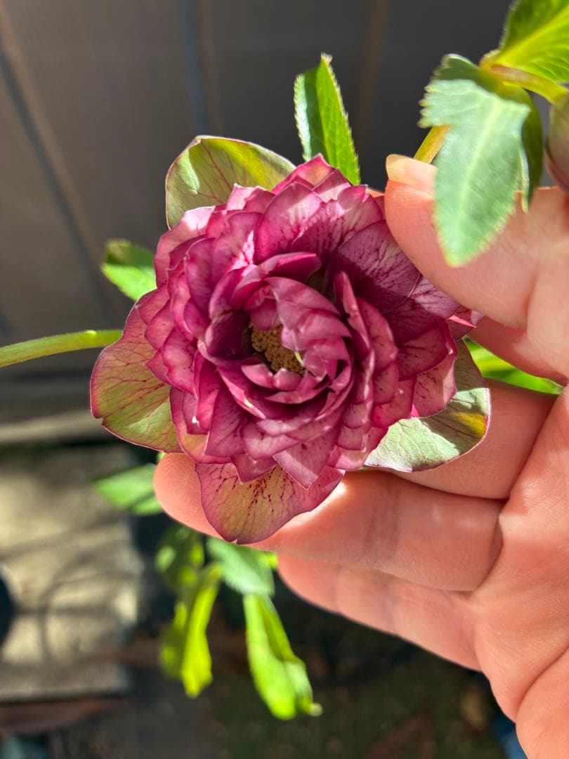 ♡広瀬園芸♡多弁 グリーンピンク ☆クリスマスローズ：広瀬園芸 【白