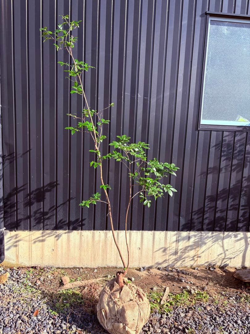 58 天然山採り　ヒサカキ みやざき森林環境教育