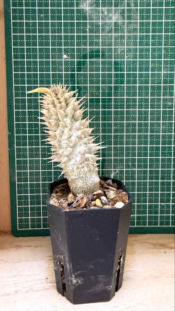 パキポディウム グラキリス 有望実生 株 - メルカリ