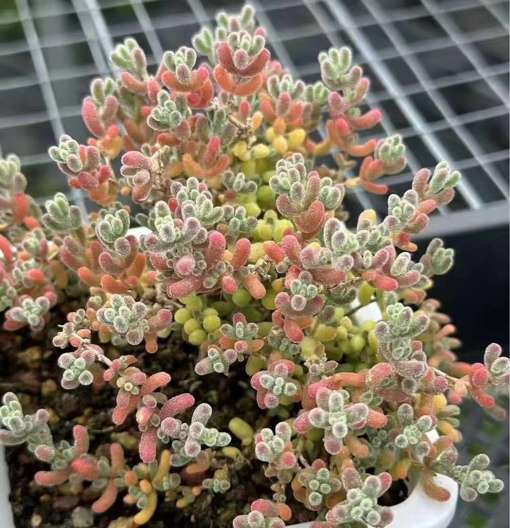 速達便付き ドロサンテマム キラキラIce crystal 大株 抜き苗 1株