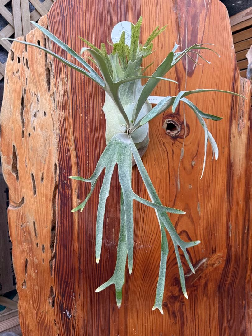 ビカクシダ P.GOKU（悟空） 輸入株 ドラゴンボールZ』よりPIICA＋パスケースが登場！！]｜ 【公式