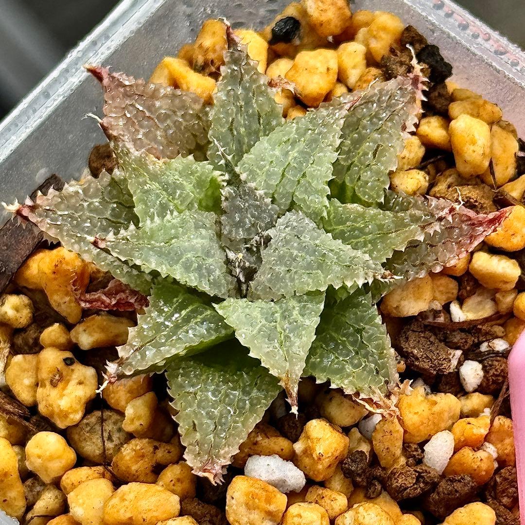 ふ*み様 バブルコレクタ 超美株 ハオルチア 観葉植物 オークション D12