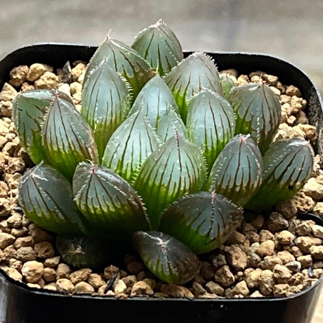 ハオルチア 雫絵巻 - メルカリ