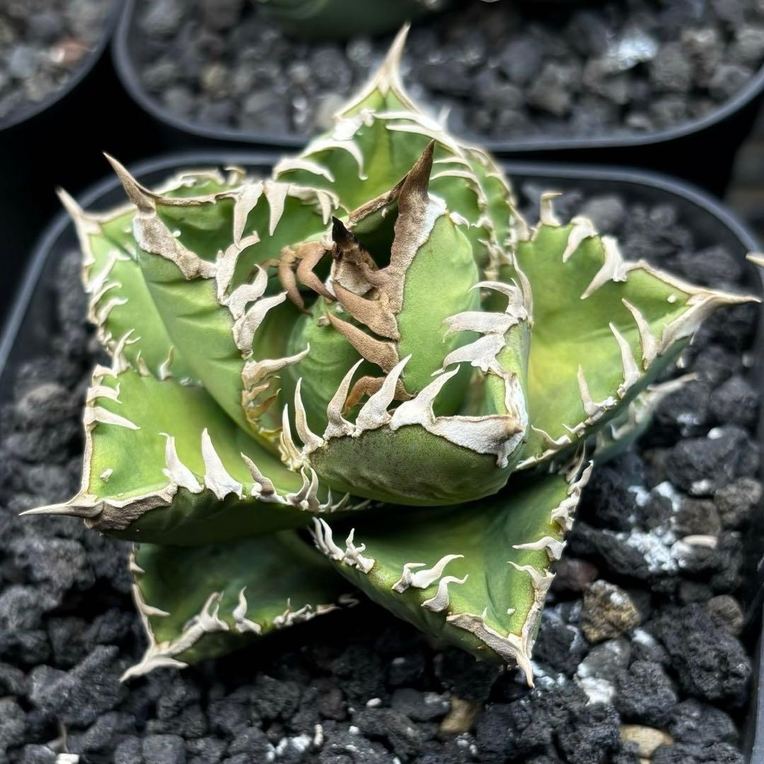 アガベ チタノタ クラウン 皇冠 発根済 - メルカリ