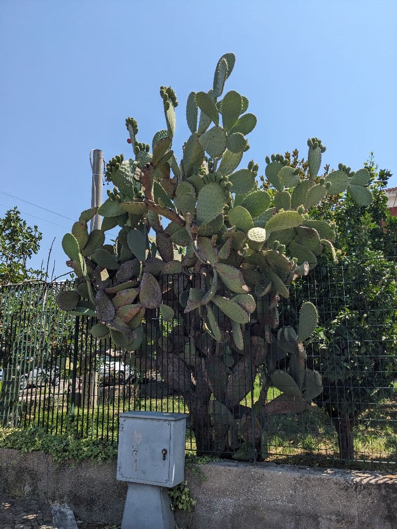 ☆*【天然石】カンクリナイト✧*。0.45kg