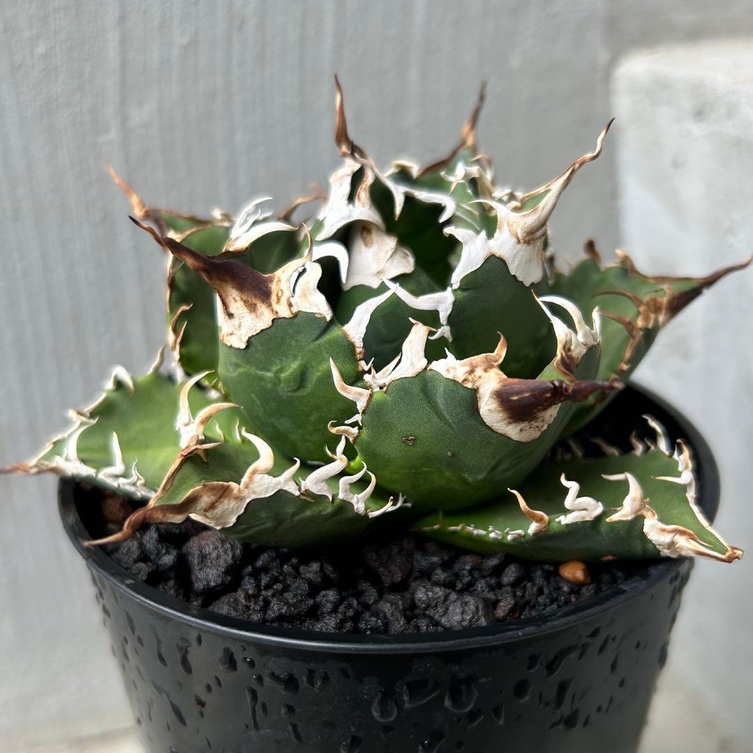 子株】 アガベ チタノタ レジェンド ロウルサンコ産 - メルカリ