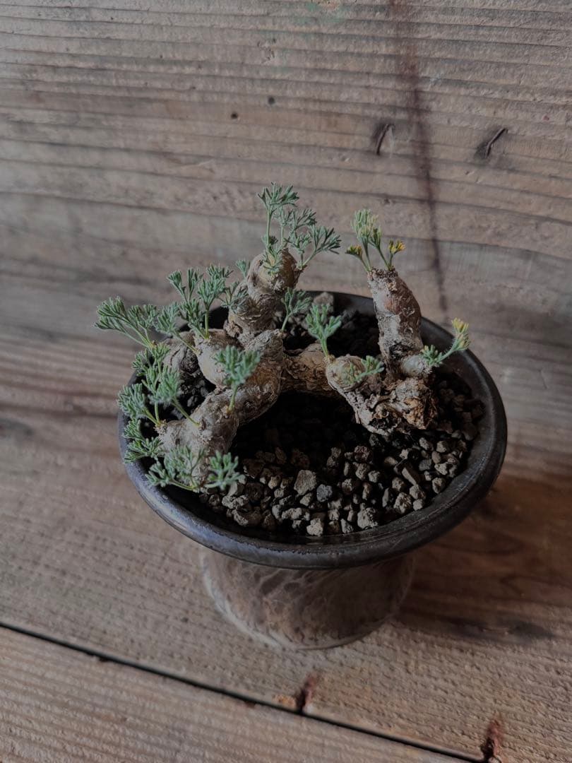 特選株】モンソニアムルチフィダ サルコカウロン チレコドン