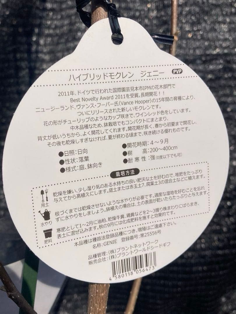 ①*:ஐ矮性で鉢栽培も可能‼︎魅力的な花色‼︎*:ஐモクレン・苗木