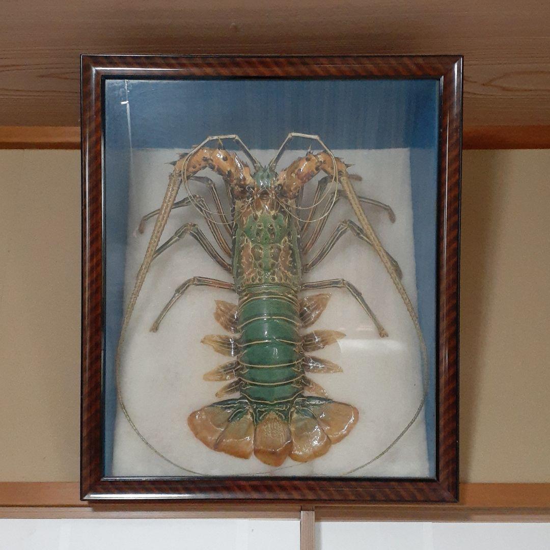 巨大海老の飾り物 楽天市場】6年ぶり入荷の最大規格！ 皇帝の海老 天然 シータイガー