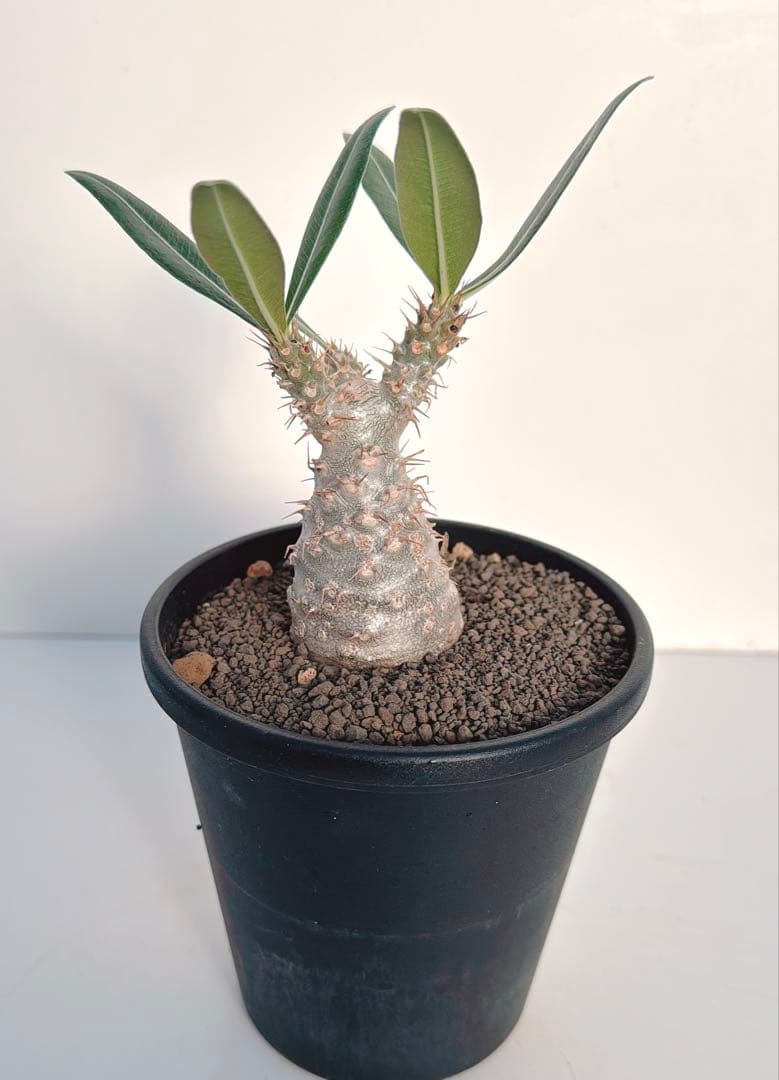 グラキリス　パキポディウム パキポディウム グラキリス 077 | CODE